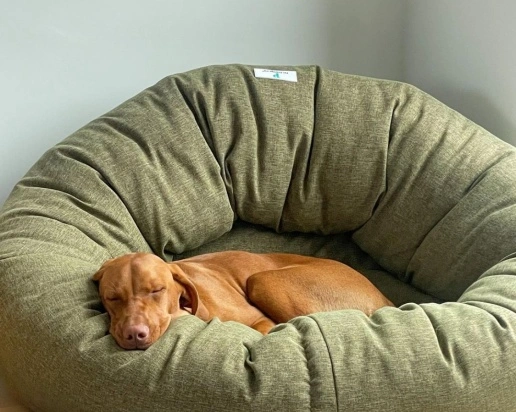 Luxury Ecommerce Business with Trademarks Specialising in Pet Products